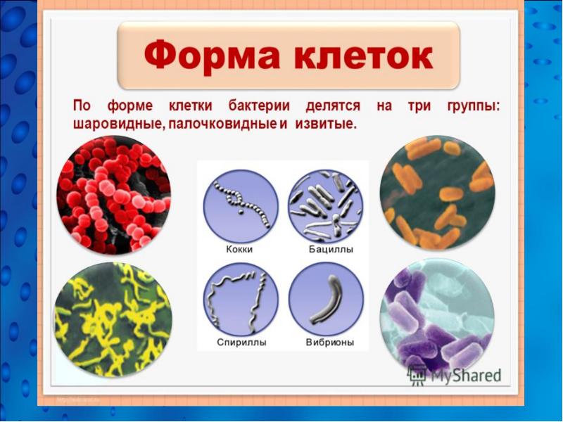 Микробиология продуктов питания презентация