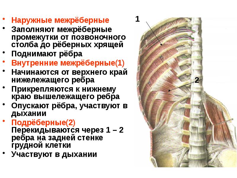 Схема строения межреберного промежутка