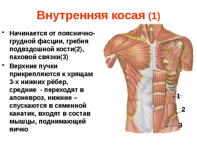 Пояснично грудная фасция фото