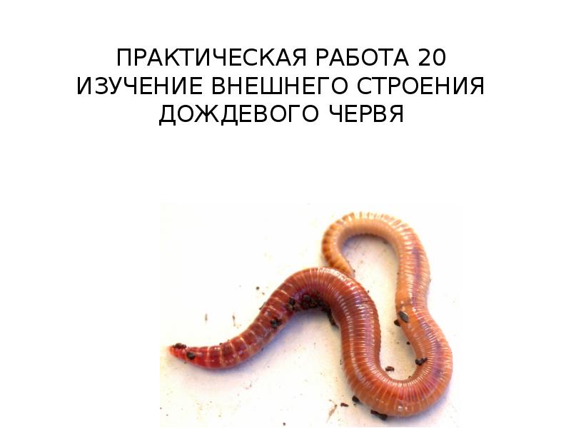 Правда ли, что дождевых червей можно "размножать" делением пополам? Урожай Дзен