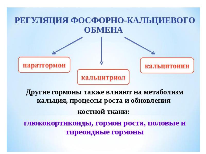 Фосфорно кальциевый обмен биохимия презентация