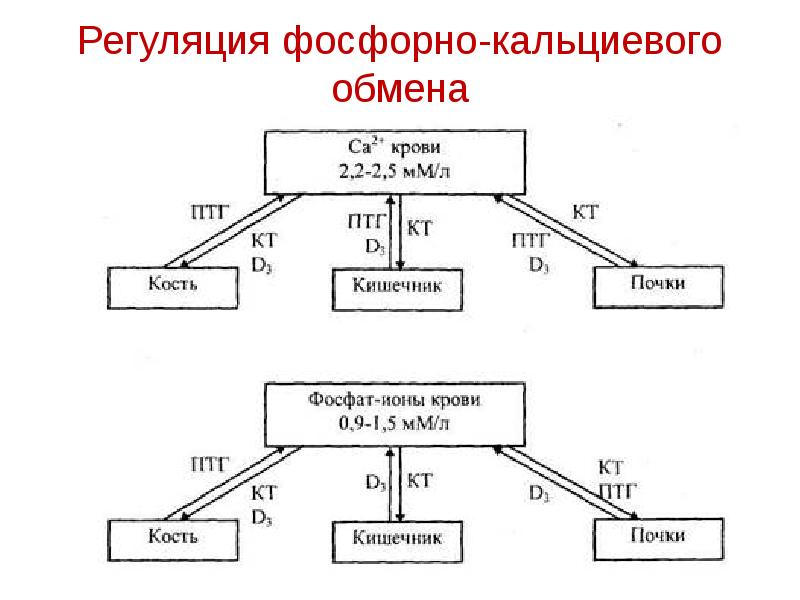 Фосфорно кальциевый обмен биохимия презентация