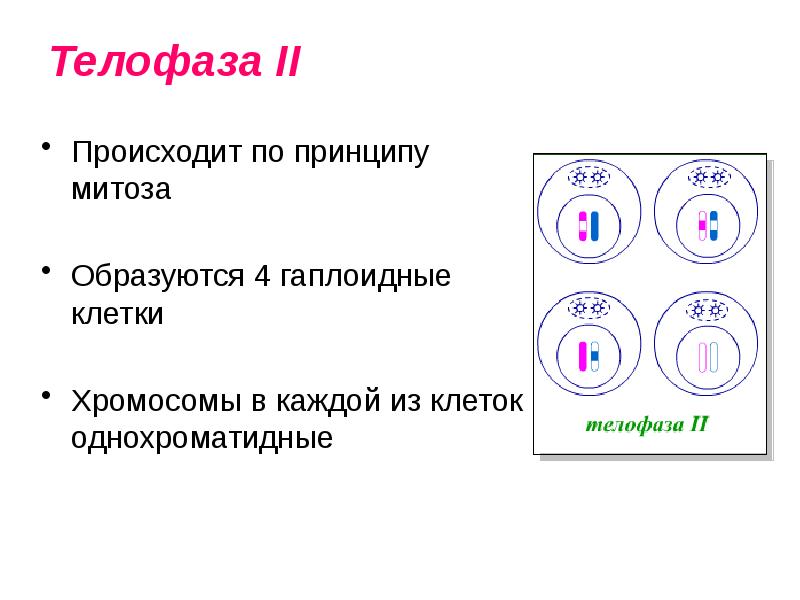 Каким номером на рисунке обозначена фаза мейоза в которую наиболее удобно проводить кариотипирование