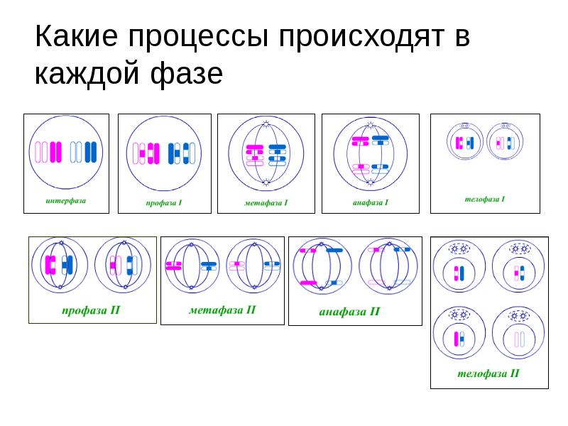 Мейоз фазы