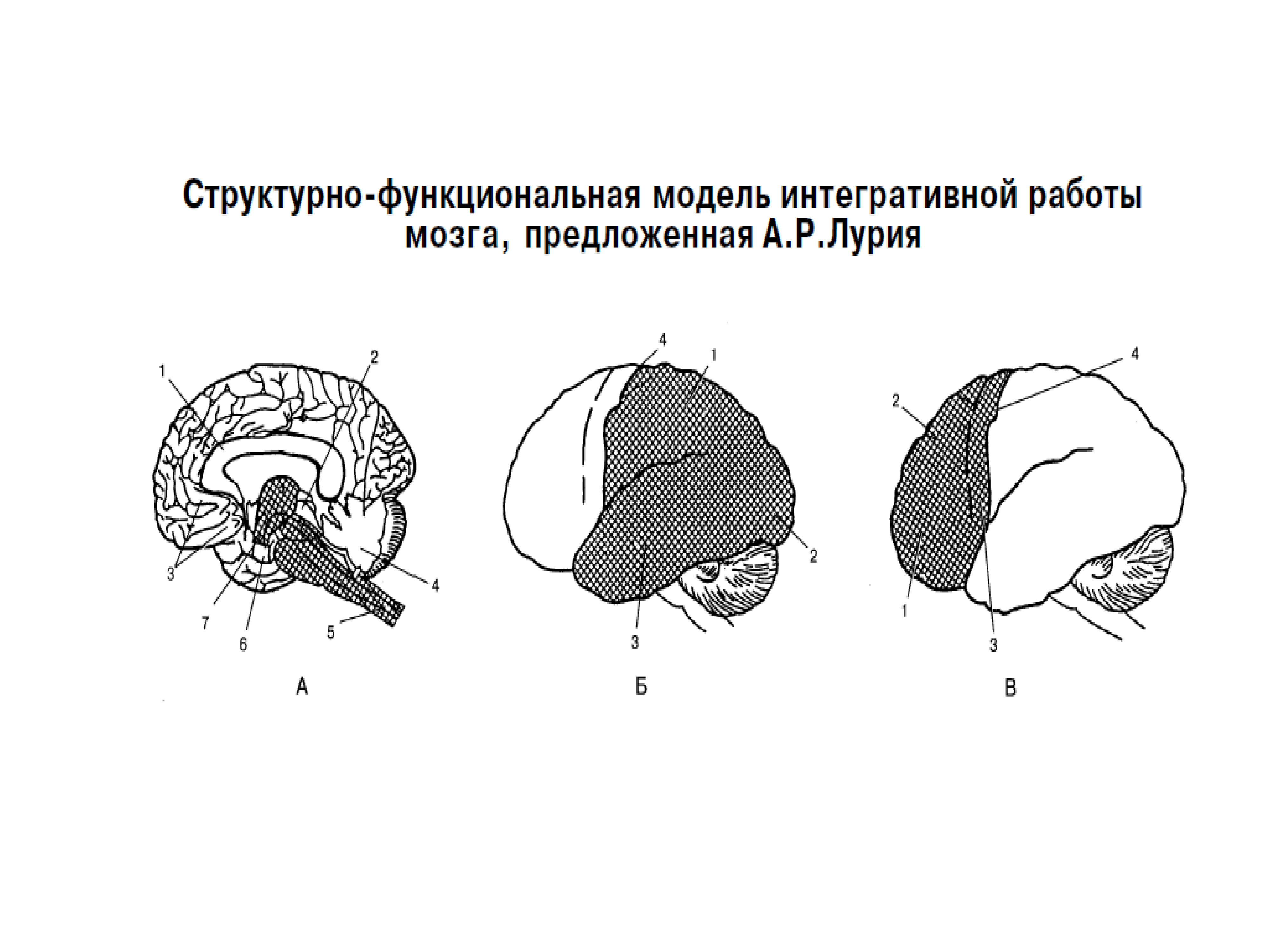 Три блока. Функциональные блоки мозга Лурия. Лурия структурно функциональная модель. Функциональные блоки мозга по а.р Лурия. Структурно-функциональные блоки мозга по а.р Лурия.