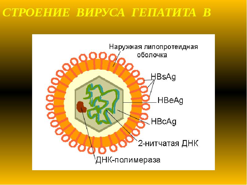 Схема строения вируса гепатита а