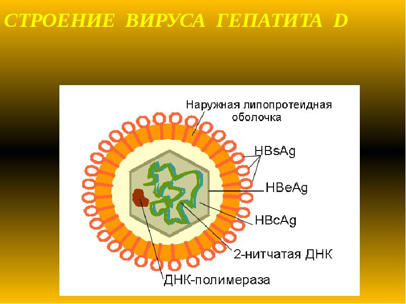 Строение вируса. Схема строения вируса гепатита а. Строение вируса гепатита д. Строение вируса гепатита в. Вирус гепатита б строение.