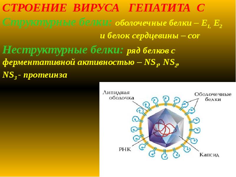 СТРОЕНИЕ ВИРУСА ГЕПАТИТА C Структурные белки: оболочечные белки – Е1, СТРОЕНИЕ ВИРУСА ГЕПАТИТА C Структурные белки: оболочечные белки – Е1,