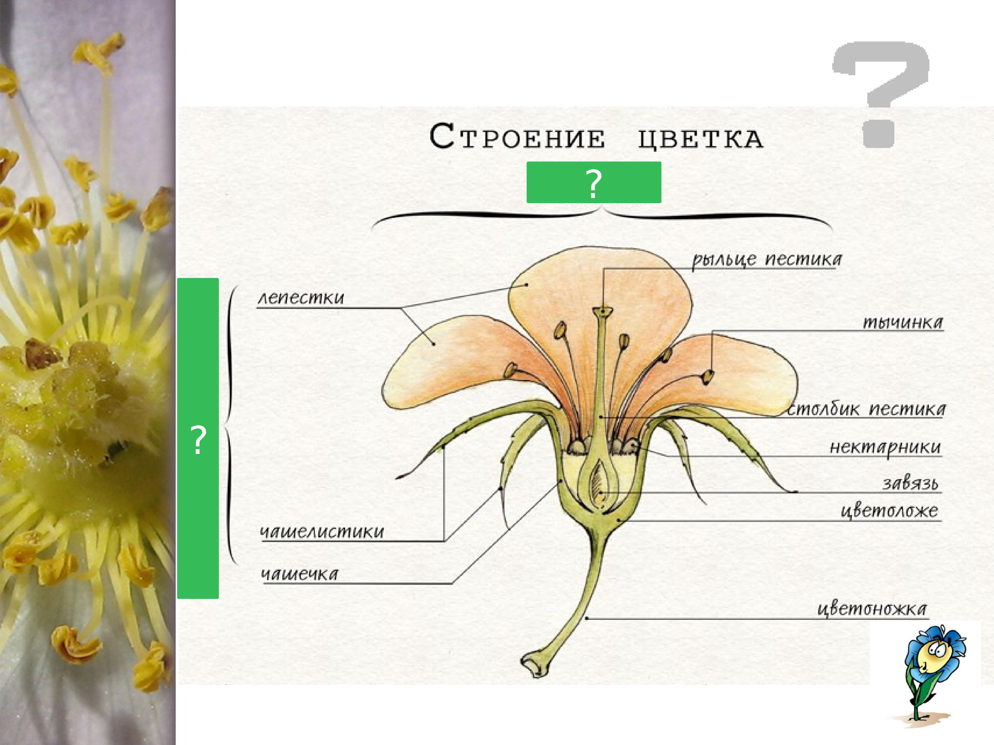 Сколько цветке тычинок. Чашелистики пестик тычинки венчик. Строение пестика цветка. Строение тычинки цветка. Строение пестика и тычинки.