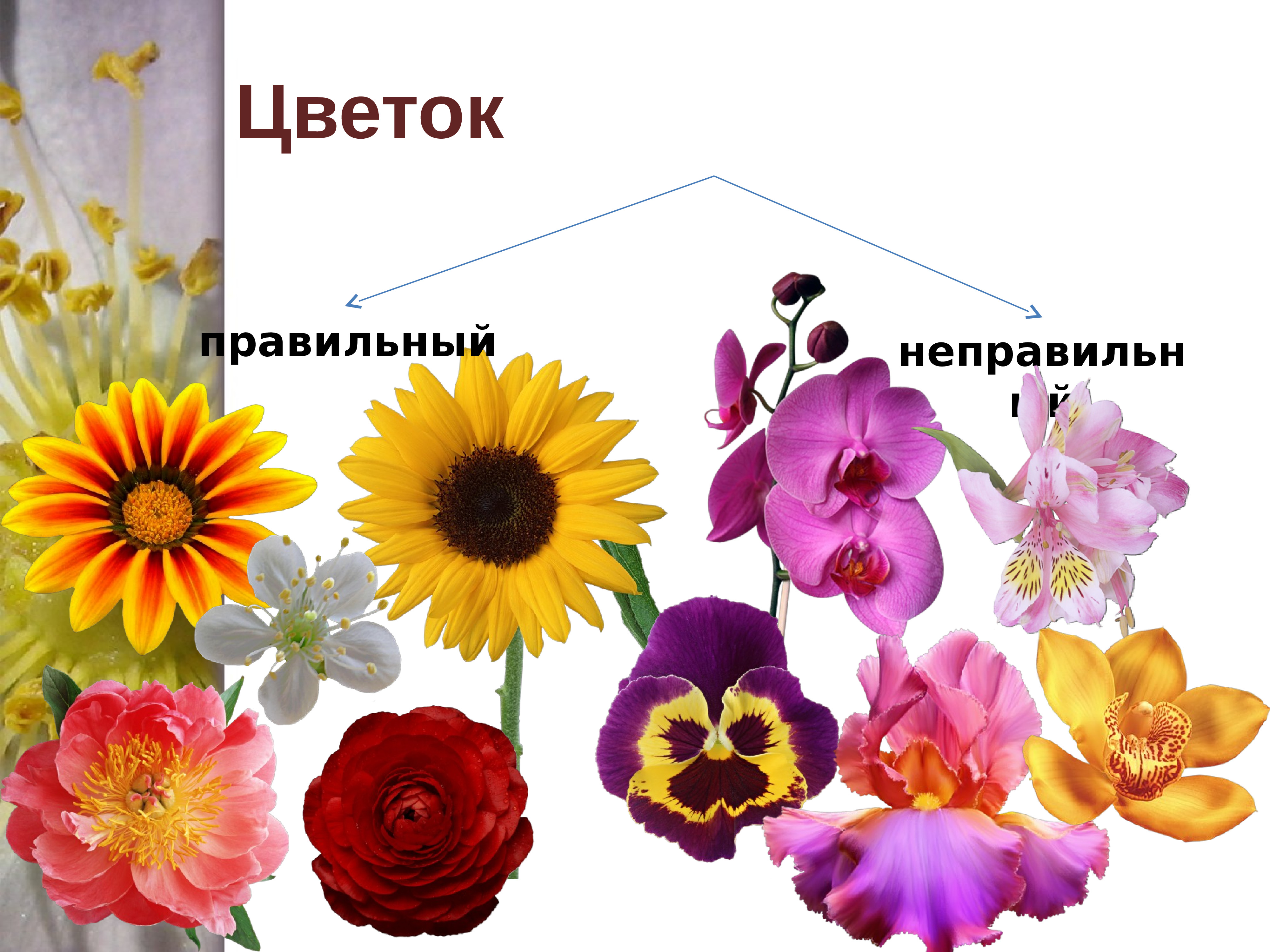 Почему цветок неправильный. Правильный цветок. Правильные и неправильные цветки. Цветы для презентации. Правильные и неправыльный цветок.