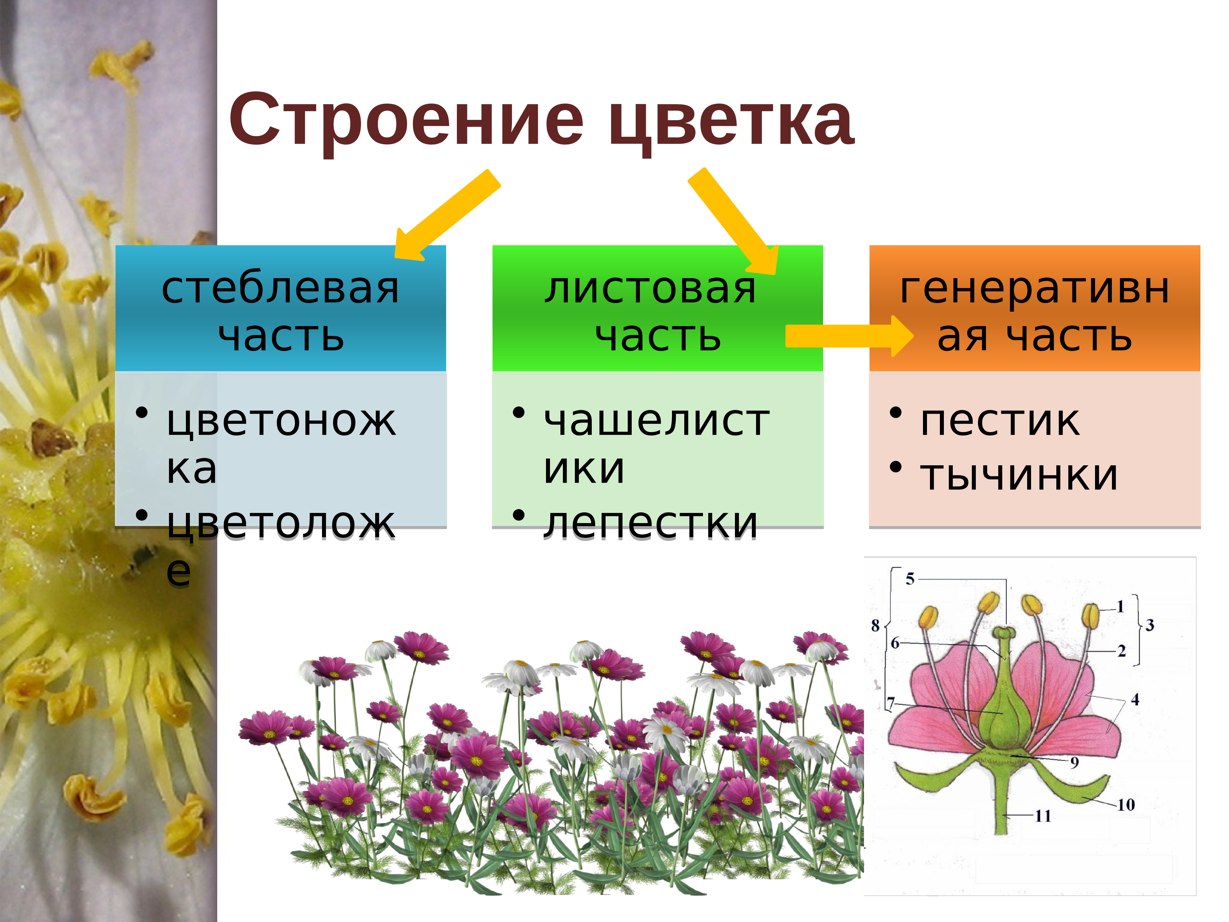 Презентация цветок победы