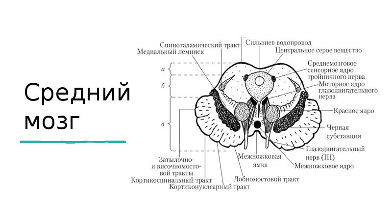 Средний мозг рисунок