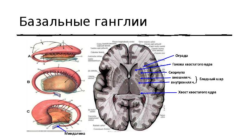 Хвостатое ядро мозга. Базальные ганглии головного мозга. Бледный шар скорлупа хвостатое ядро. Строение головного мозга базальные ганглии. Горизонтальный срез головного мозга базальные ядра.