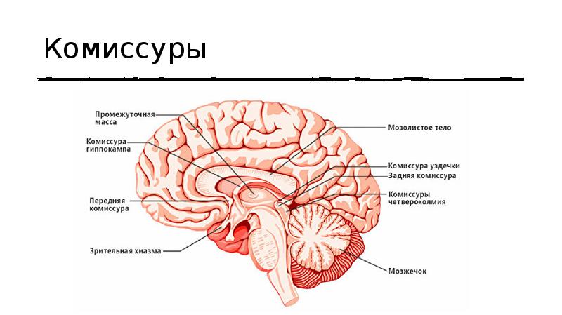 Комиссура это