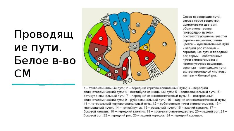 Проводящие пути презентация