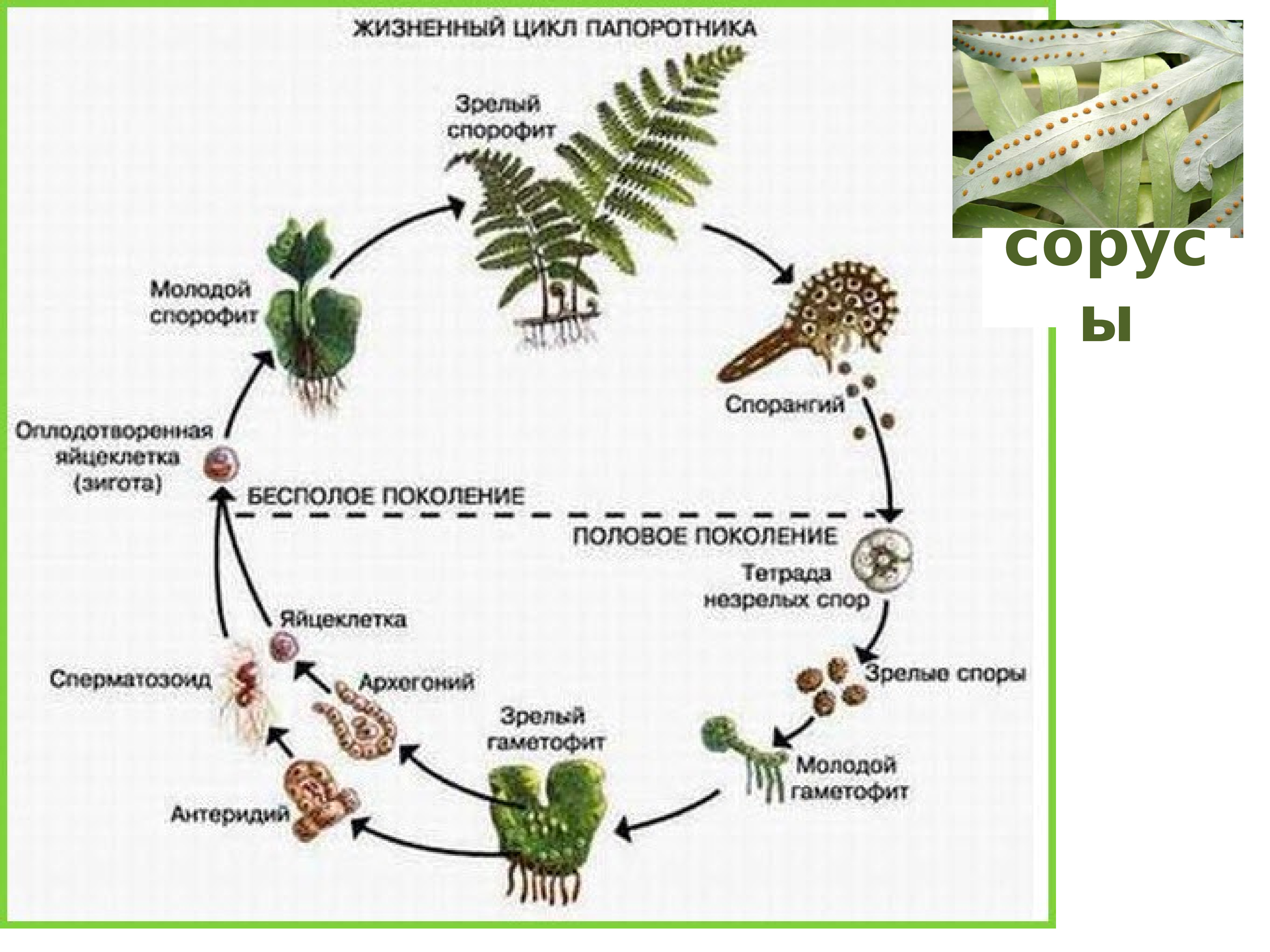 В чем заключается цветение в жизни растения. Жизненный цикл папоротника. Жизненный цикл папоротниковидных схема. Жизненный цикл папоротника щитовника. Жизненный цикл папоротника схема.