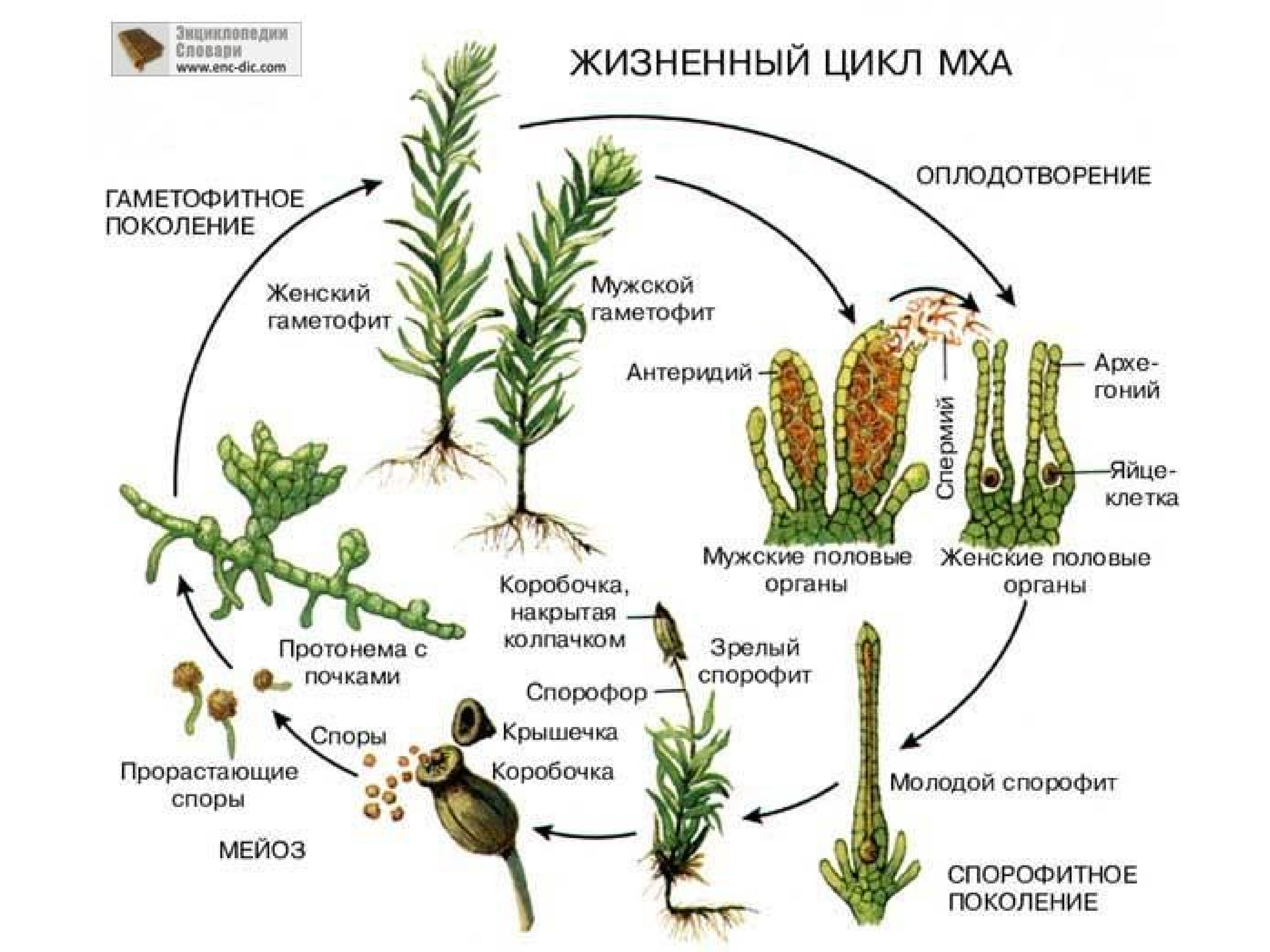 Жизненный цикл моховидных растений схема