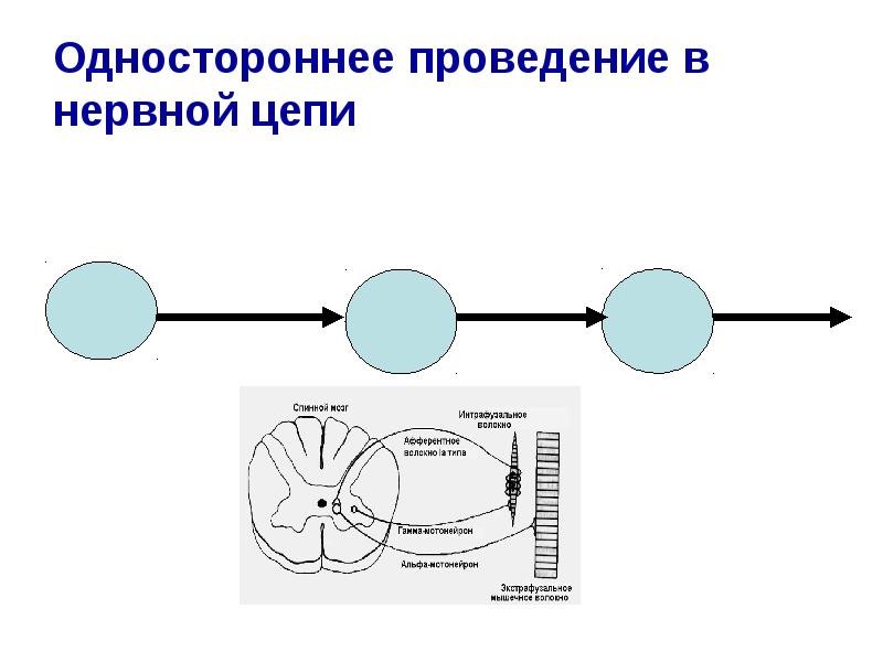 Последовательность прохождения сигнала по нервной цепи. Последовательность прохождения сигнала по нервной цепи