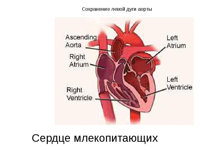 Правая дуга аорты у млекопитающих