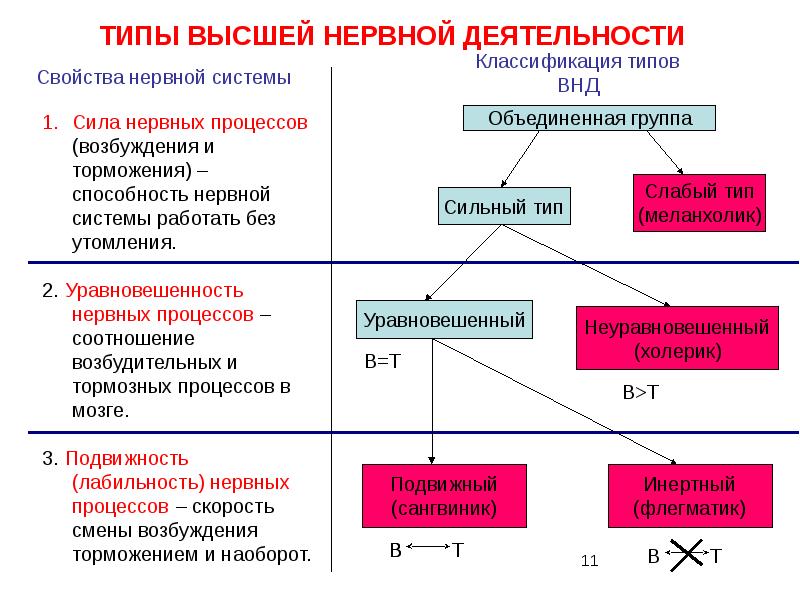 Внд физиология презентация