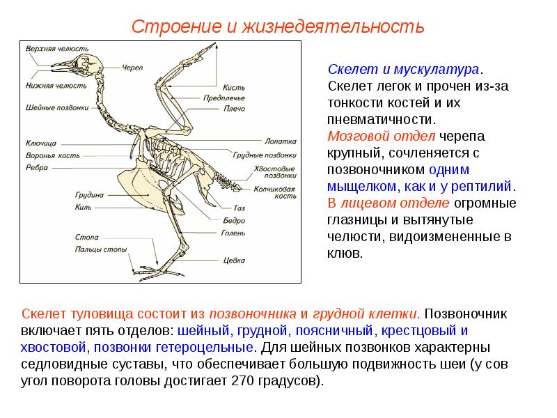 Птицы подготовка к егэ презентация