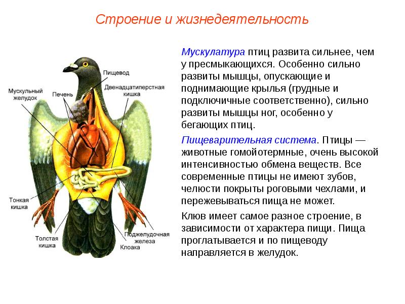 Класс птицы 7 класс презентация пасечник