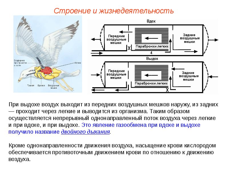 Схема движения воздуха в дыхательной системе птиц