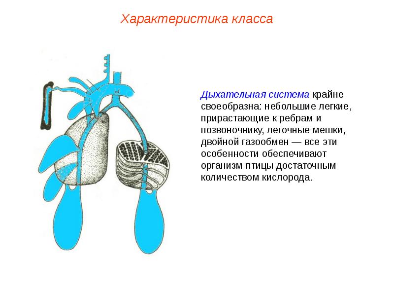 Презентация пименов вирусы