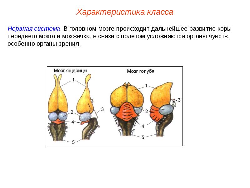 На каком рисунке изображен головной мозг птиц