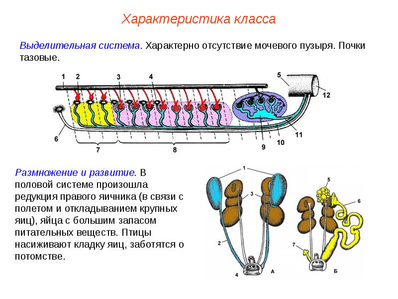 Презентация выделительная система пименов