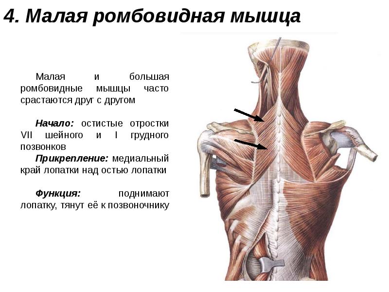 Костя прикрепляется к. Поверхностные мышцы спины Федюкович. Ромбовидная мышца. Малая ромбовидная мышца. Мышцы спины и верхних конечностей.