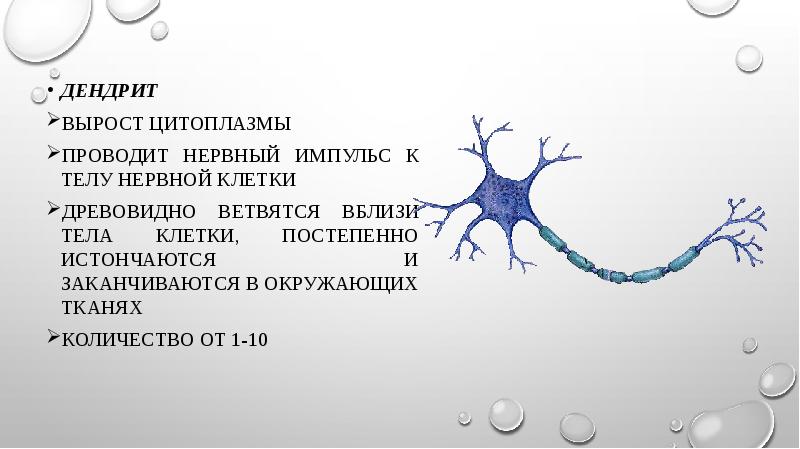 Нервные клетки имеют форму. Цитоплазма нервной клетки. Дендриты проводят нервные импульсы. Подарок нервные клетки. Отличие аксона от дендрита.