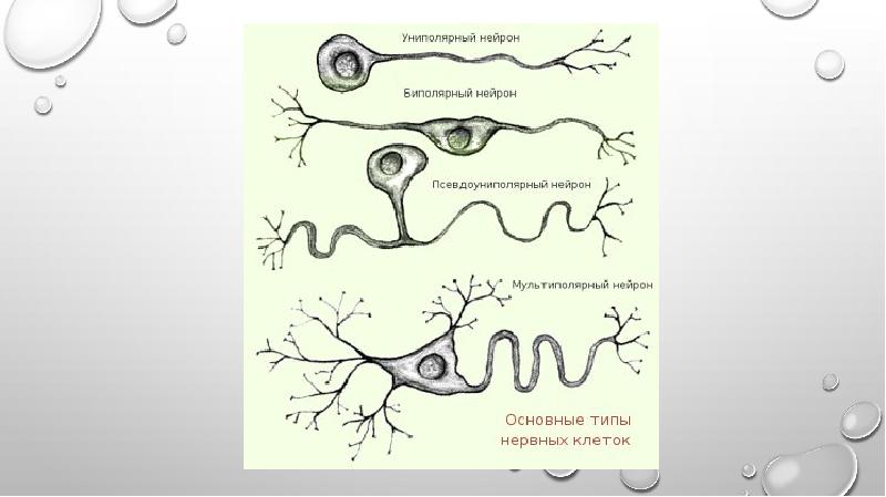 Размножение нервных клеток. Нервная клетка рецепторные белки. Синапсы нервной системы. Мои нервные клетки.