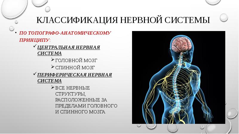 Классификация заболеваний периферической нервной системы схема