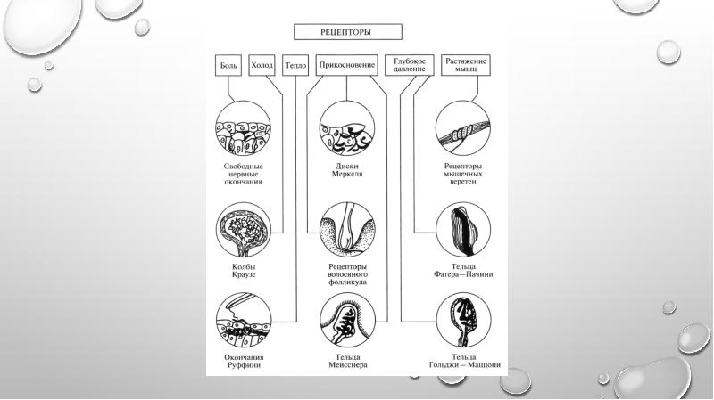 Что воспримут изображенные на рисунке рецепторные клетки. Классификация рецепторных клеток. Что воспримут изображённые на рисунке рецепторные клетки.