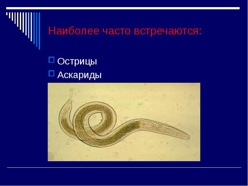 Тип взаимоотношений между аскарида и человек