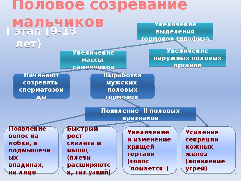 Во сколько лет появляется. Половое созревание у мальчиков. Этапы полового развития мальчика. Этапы полового созревания. Признаки полового созревания у мальчиков.