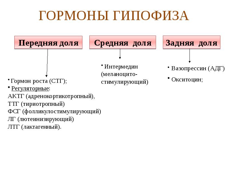 Какие гормоны вырабатывает передняя доля гипофиза заполните схему