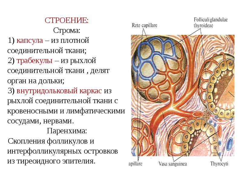 Строма это. Строма соединительной ткани. Общий план строения соединительной ткани. Паренхима Строма трабекулы. Строма кровеносных органов.