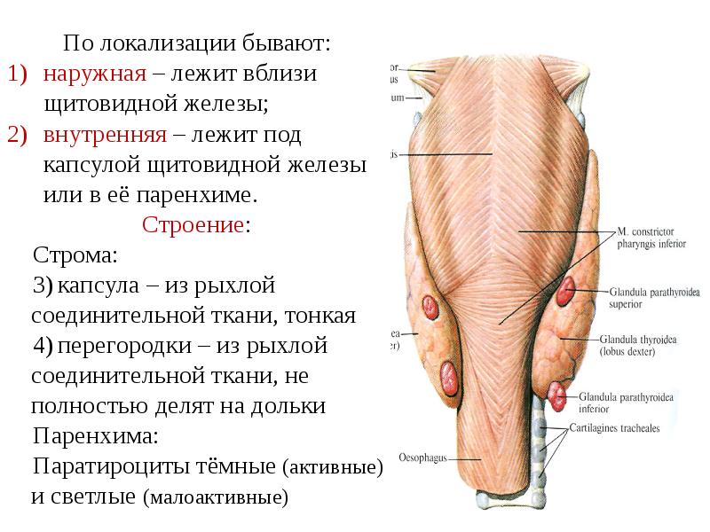 Паренхимы щитовидной. Капсула щитовидной железы анатомия. Фиброзная капсула щитовидной железы анатомия. Строма и паренхима щитовидной железы. Капсула щитовидной железы латынь.