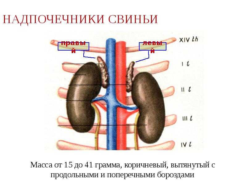 Презентация надпочечники 8 класс