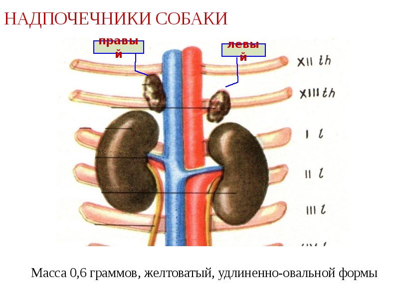 Корнилова надпочечники схема