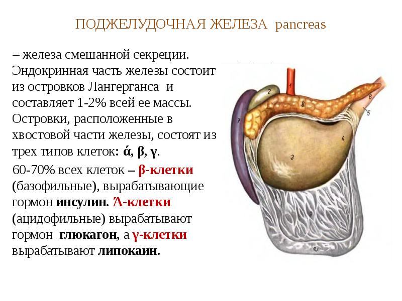 Части поджелудочной железы. Для панкреатических островков характерно. Эндокринная часть железы. Тип секреции поджелудочной железы. Островки поджелудочной железы.