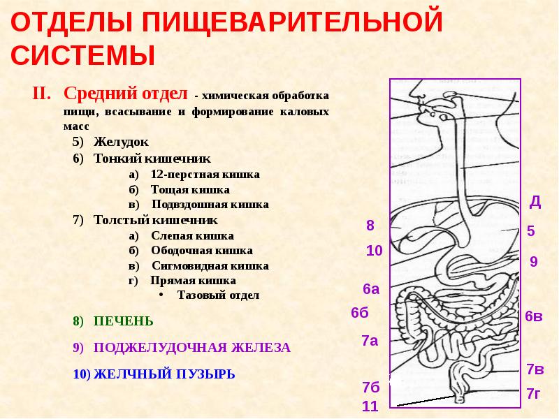 Отделы пищеварения