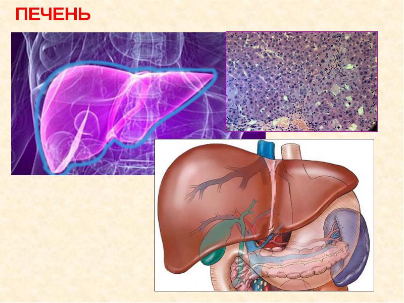 Строение печени человека фото