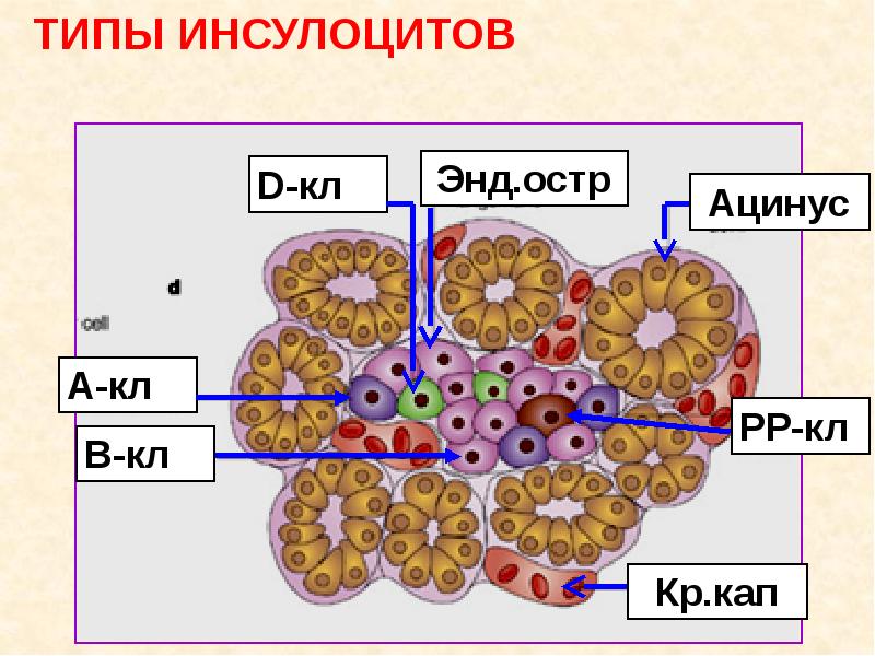 Поджелудочная железа гистология рисунок