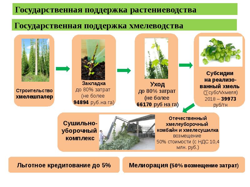 Бизнес план по растениеводству