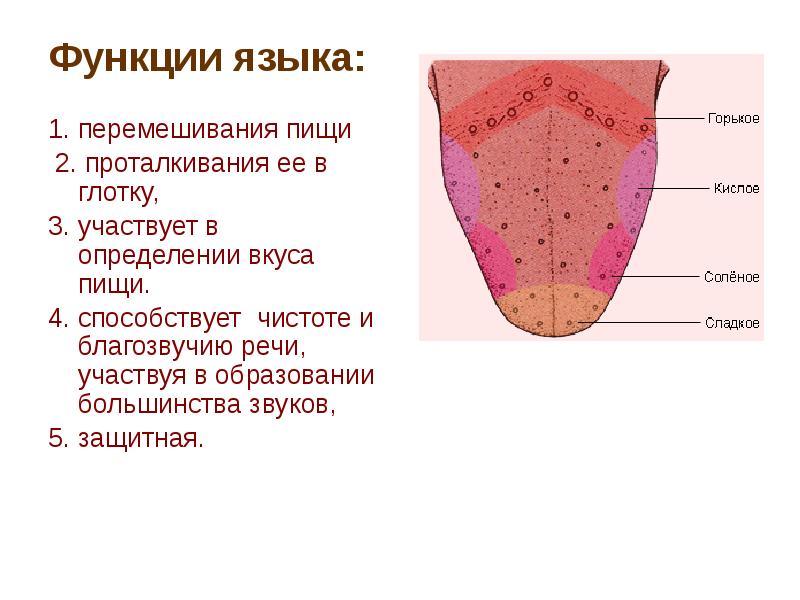 Орган вкуса картинки