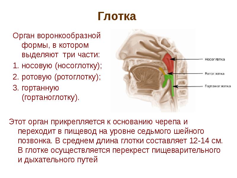 Строение носоглотки и ротоглотки человека фото и описание