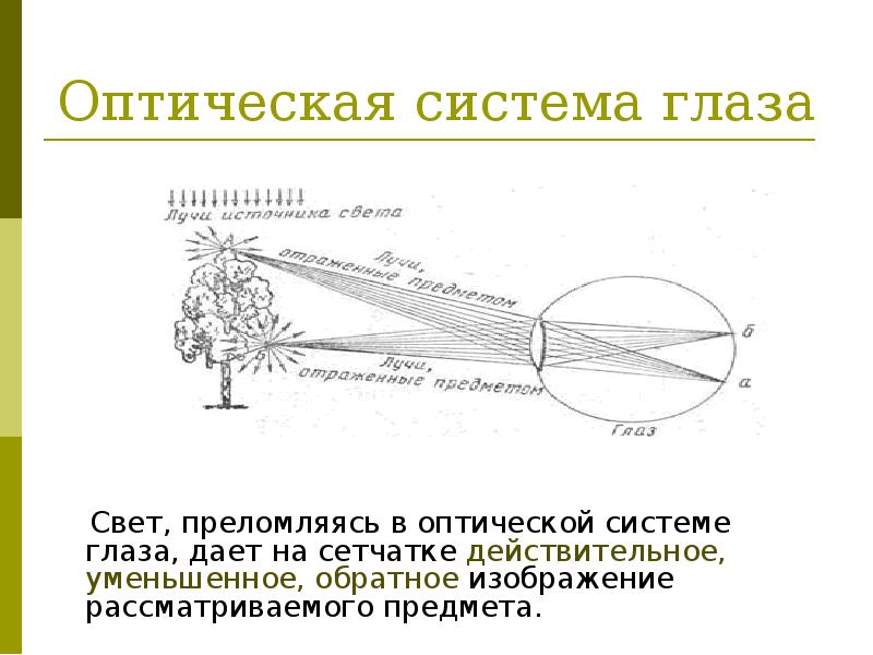 Какое изображение предмета дает оптическая система глаза